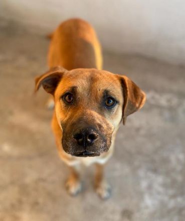 Jordan, geb. ca. 02/2022, lebt in GRIECHENLAND, im städt. Tierheim Serres