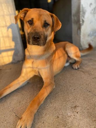 Jordan, geb. ca. 02/2022, lebt in GRIECHENLAND, im städt. Tierheim Serres