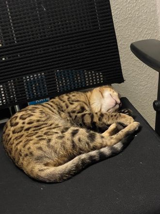 5 Monate alter Kitten Kater