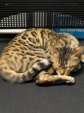 5 Monate alter Kitten Kater