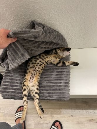 5 Monate alter Kitten Kater