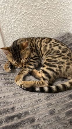 5 Monate alter Kitten Kater