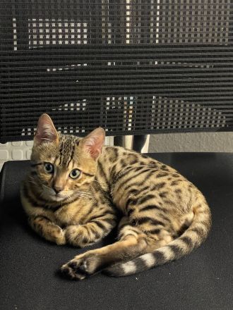 5 Monate alter Kitten Kater