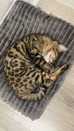 5 Monate alter Kitten Kater