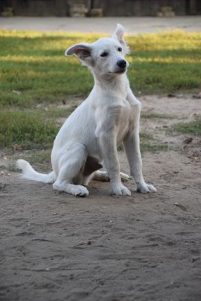 Caruso, neugieriger, sportlicher, junger Hundejunge, 47 cm groß, 8 Monate alt, Rüde, kastriert
