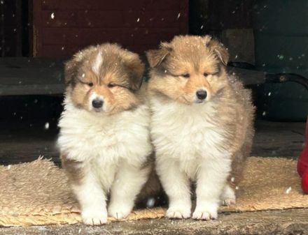 Wunderschöne Collie Welpen aus liebevoller VDH-Zucht