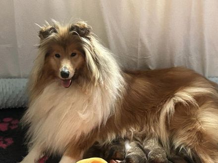 Wunderschöne Collie Welpen aus liebevoller VDH-Zucht