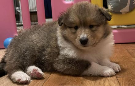 Wunderschöne Collie Welpen aus liebevoller VDH-Zucht