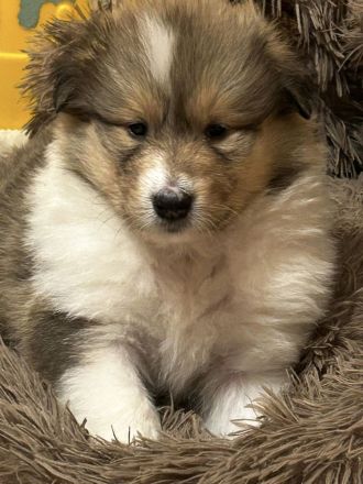 Wunderschöne Collie Welpen aus liebevoller VDH-Zucht