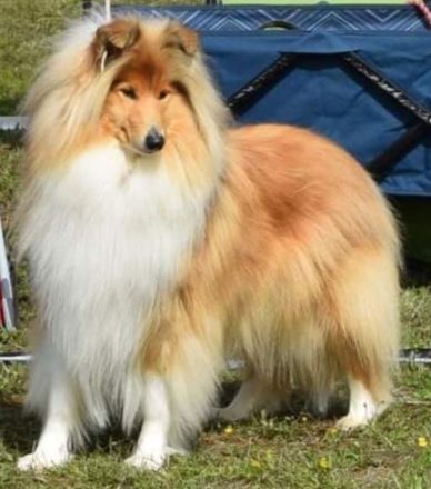 Wunderschöne Collie Welpen aus liebevoller VDH-Zucht