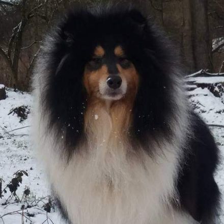 Wunderschöne Collie Welpen aus liebevoller VDH-Zucht