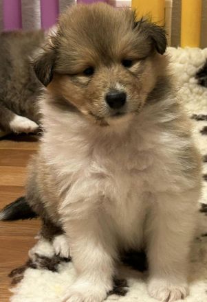 Wunderschöne Collie Welpen aus liebevoller VDH-Zucht