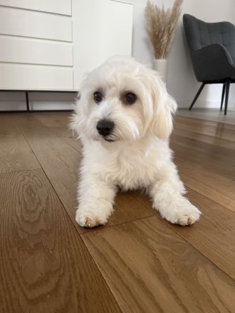 Havapoo ähnlich wie Maltipoo