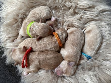 Havapoo ähnlich wie Maltipoo