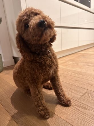 Havapoo ähnlich wie Maltipoo