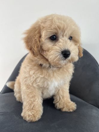 Havapoo ähnlich wie Maltipoo