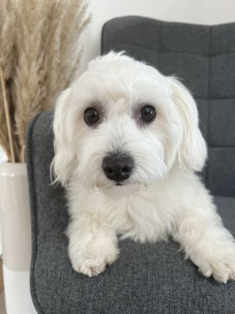 Havapoo ähnlich wie Maltipoo