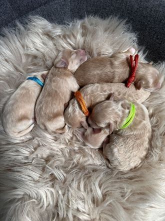 Havapoo ähnlich wie Maltipoo