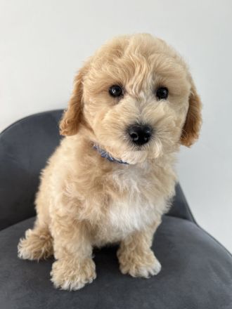 Havapoo ähnlich wie Maltipoo