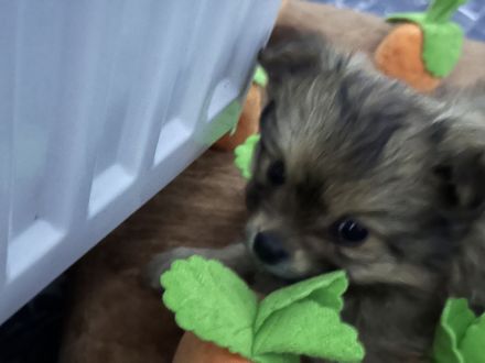 Wunderschöne Pomerian Zwergspitz bald Auszugsbereit