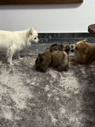 Wunderschöne Pomerian Zwergspitz bald Auszugsbereit