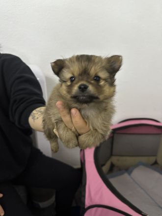 Wunderschöne Pomerian Zwergspitz bald Auszugsbereit