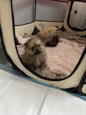 Wunderschöne Pomerian Zwergspitz bald Auszugsbereit