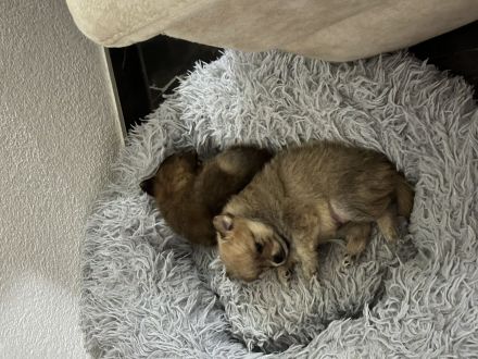 Wunderschöne Pomerian Zwergspitz bald Auszugsbereit