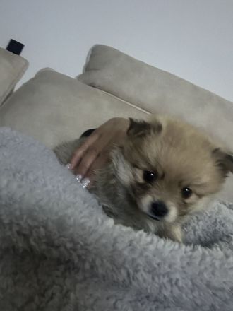 Wunderschöne Pomerian Zwergspitz bald Auszugsbereit