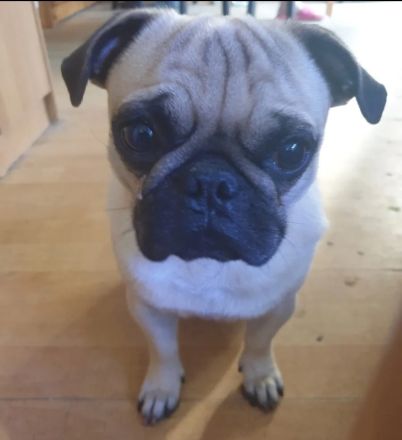 Liebevoller familiärer Retro Mops Deckrüde