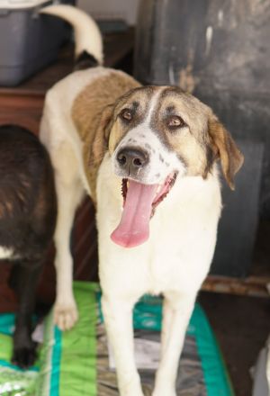 Canis, geb. ca. 12/2022, lebt in GRIECHENLAND, auf einer privaten Pflegestelle