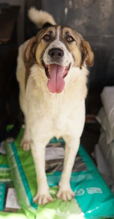 Canis, geb. ca. 12/2022, lebt in GRIECHENLAND, auf einer privaten Pflegestelle