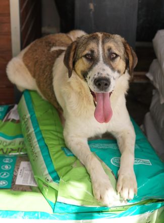 Canis, geb. ca. 12/2022, lebt in GRIECHENLAND, auf einer privaten Pflegestelle