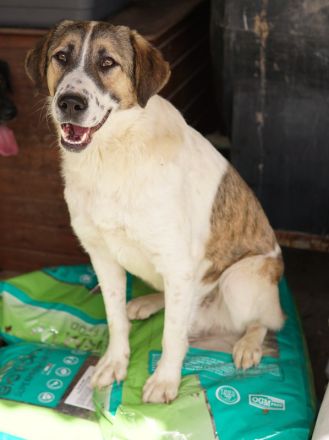 Canis, geb. ca. 12/2022, lebt in GRIECHENLAND, auf einer privaten Pflegestelle