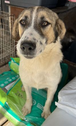 Canis, geb. ca. 12/2022, lebt in GRIECHENLAND, auf einer privaten Pflegestelle