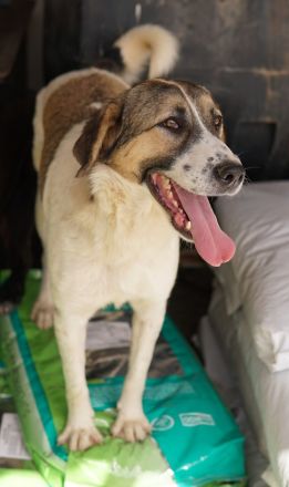 Canis, geb. ca. 12/2022, lebt in GRIECHENLAND, auf einer privaten Pflegestelle