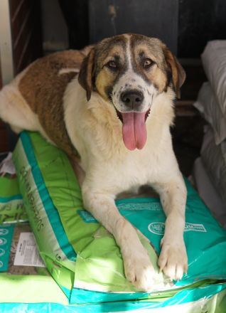 Canis, geb. ca. 12/2022, lebt in GRIECHENLAND, auf einer privaten Pflegestelle