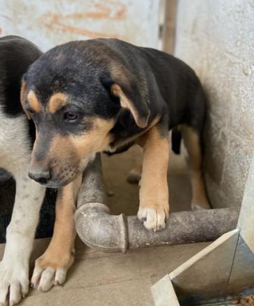 Adina, geb. ca. 11/2022, lebt in GRIECHENLAND, im städt. Tierheim Serres