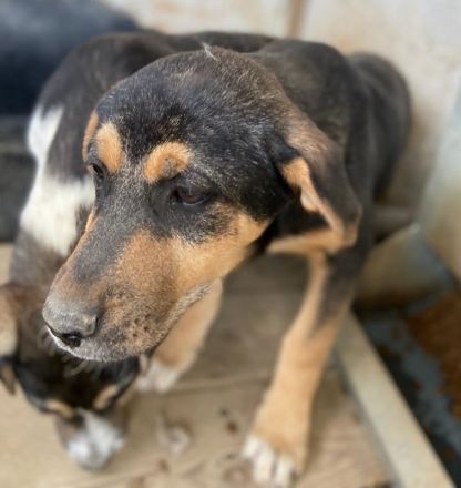 Adina, geb. ca. 11/2022, lebt in GRIECHENLAND, im städt. Tierheim Serres