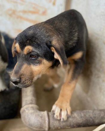Adina, geb. ca. 11/2022, lebt in GRIECHENLAND, im städt. Tierheim Serres
