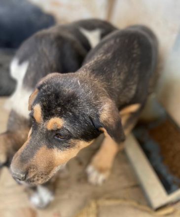 Adina, geb. ca. 11/2022, lebt in GRIECHENLAND, im städt. Tierheim Serres