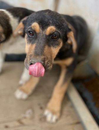 Adina, geb. ca. 11/2022, lebt in GRIECHENLAND, im städt. Tierheim Serres