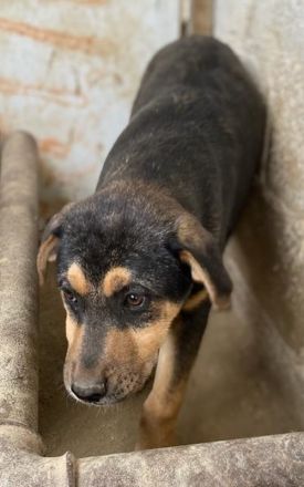 Adina, geb. ca. 11/2022, lebt in GRIECHENLAND, im städt. Tierheim Serres