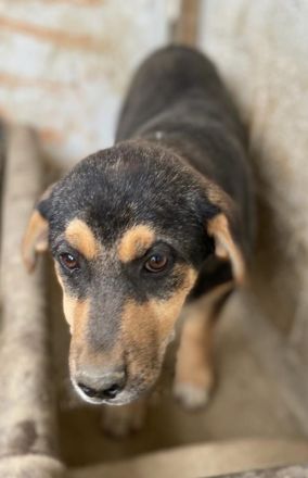 Adina, geb. ca. 11/2022, lebt in GRIECHENLAND, im städt. Tierheim Serres