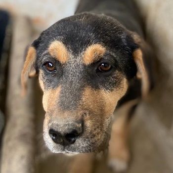 Adina, geb. ca. 11/2022, lebt in GRIECHENLAND, im städt. Tierheim Serres