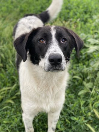 Dario Lorenzo, geb. ca. 11/2022, lebt in GRIECHENLAND, im städt. Tierheim Serres