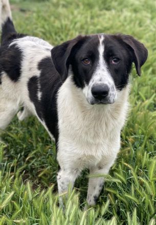 Dario Lorenzo, geb. ca. 11/2022, lebt in GRIECHENLAND, im städt. Tierheim Serres