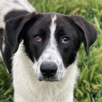 Dario Lorenzo, geb. ca. 11/2022, lebt in GRIECHENLAND, im städt. Tierheim Serres
