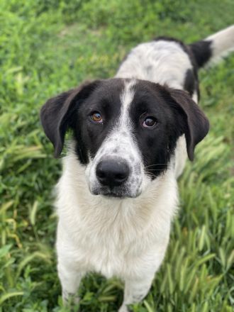 Dario Lorenzo, geb. ca. 11/2022, lebt in GRIECHENLAND, im städt. Tierheim Serres