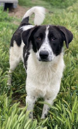 Dario Lorenzo, geb. ca. 11/2022, lebt in GRIECHENLAND, im städt. Tierheim Serres